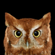 Illustration for article titled Take A Moment To Marvel At These Unusually Intimate Owl Portraits